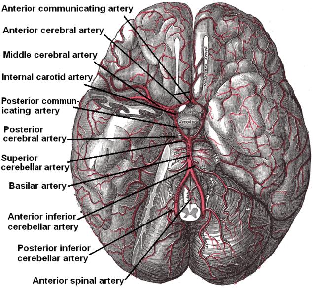 Circle of Willis